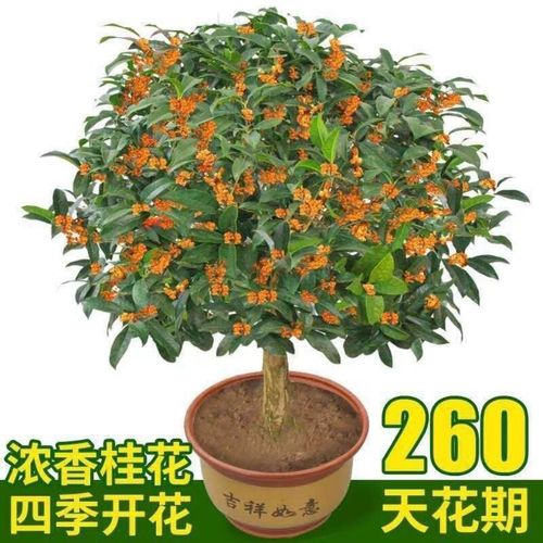 四季开花桂花树苗盆栽庭院绿化美观浓香型花卉绿植室内好养的花苗