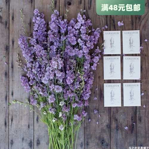 进口切花小飞燕草种子 朦胧薰衣草 misty lavender 四季庭院盆栽