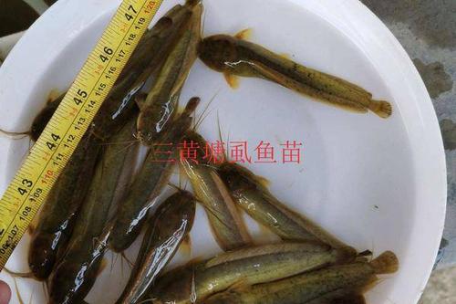35/尾  三黄塘虱鱼苗批发  塘角鱼苗