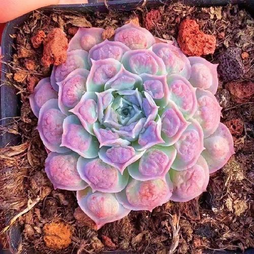 瘤财瘤子财路多肉植物万宝路贵货天鹅绒仔宝财路雨滴趣味盆栽花卉