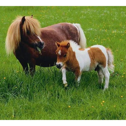 矮马活物设特兰幼马迷你小矮马活体儿童乘骑小马驹真马小矮马 矮马