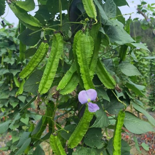 海南新鲜蔬菜现摘现发新鲜四角豆四棱豆龙角豆帝皇豆 杨桃豆 包邮