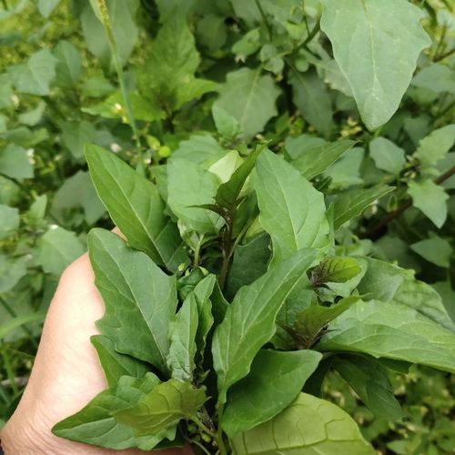 广西桂林辣椒菜龙葵叶清热新鲜现摘野菜白花菜非枸杞菜野生青菜