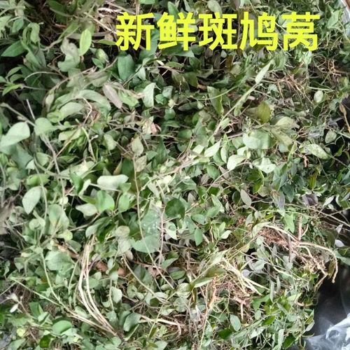 三点金六月雪干三脚虎三点桃人字草250g干斑鸠窝野生品字草中草药