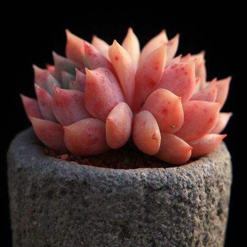 桃梦多肉植物家庭园艺盆栽绿植花卉新品种韩国