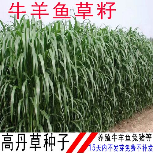 进口牧草高丹草鱼草种籽甜高粱高产畜牧养殖牛羊猪四季苏丹草种子