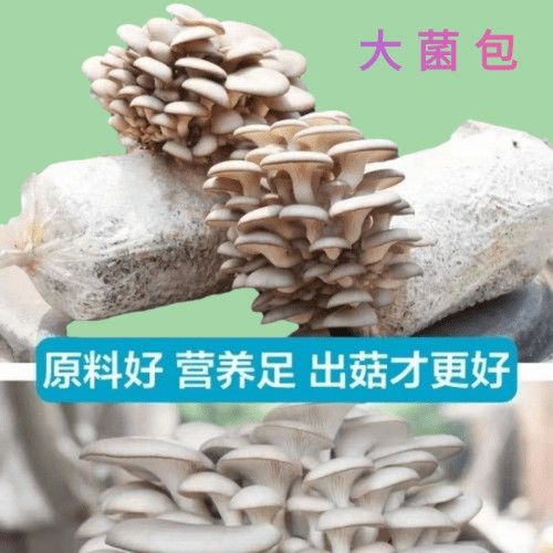 菌菇包种植灵芝菌种包菌菇类种植盆栽盆景懒人绿植好养可食用家庭室内