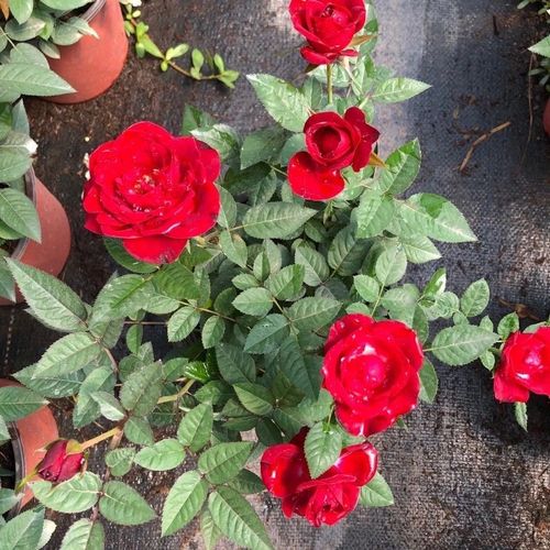 彩色玫瑰钻石月季阳台室内绿植盆栽四季开花绿植大花浓香