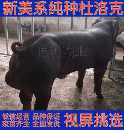 原种长白约克母猪新美系杜洛克公猪苏太长太二元大猪u