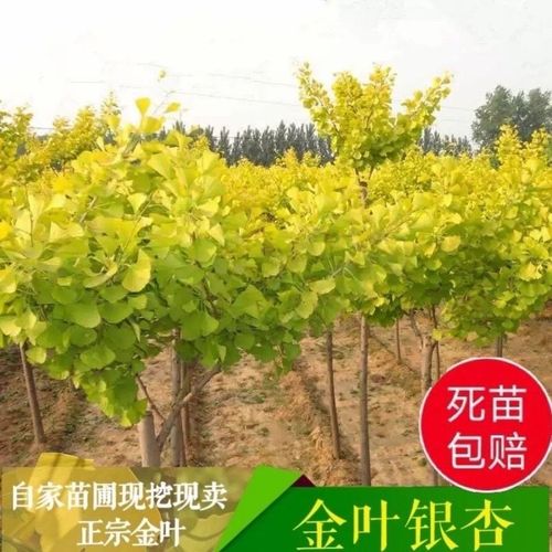 银杏树苗金叶银杏苗占地苗拆迁树苗白果苗绿叶银杏小苗