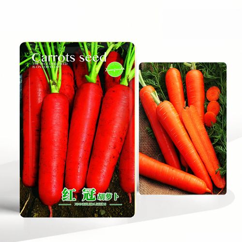 红冠胡萝卜种子籽秋季红萝卜颜色好杂交新种菜罗卜庭院大田蔬菜孑