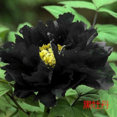 洛阳牡丹花大苗大花重瓣观赏花卉绿植盆栽室内外发财树耐寒花 黑牡丹