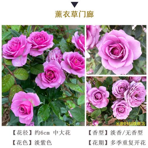 【薰衣草门廊】 --【带加仑盆 带土】栽种好发货