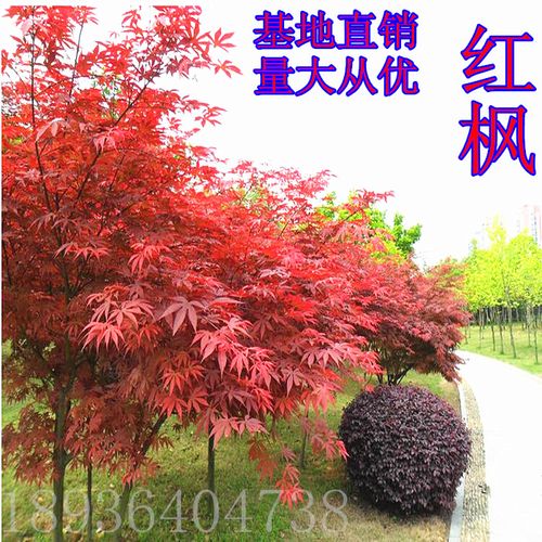 红枫树苗美国红枫日本红枫中国红枫庭院盆栽盆景老桩