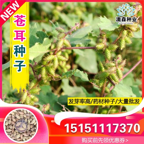野生成熟带刺毛苍耳种子新货苍耳子中药材正宗泡脚鼻涕苍耳粉包邮