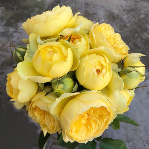 卡特琳娜 灌木欧月季玫瑰花苗多头大花强香阳台盆栽庭院绿植花卉