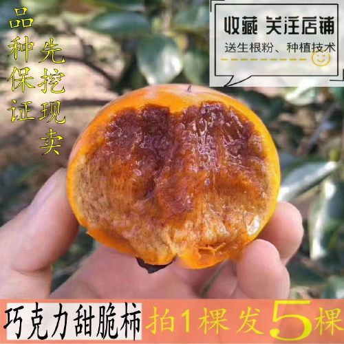 嫁接柿子苗无核正宗巧克力脆甜柿子树苗南北方种植果树苗当年结果