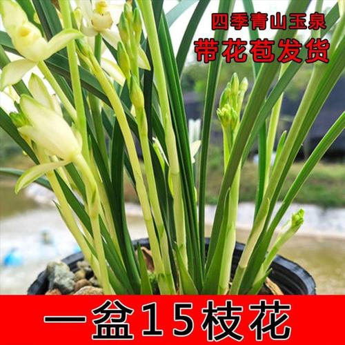 香兰兰花带花苞文心兰梦香兰带花苞兰花名贵品种带花苞绿植好养