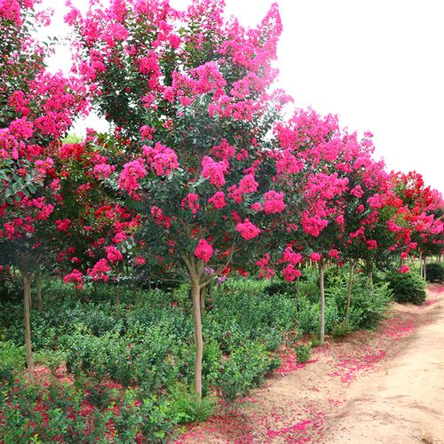 侬律花园 红花紫薇树苗 百日红 花卉 苗木 景观树 庭院树 风景树 丛生