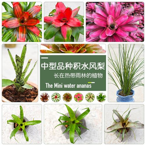 积水凤梨(中型)生态,雨林,水陆缸及园林景观造景懒人无土植物