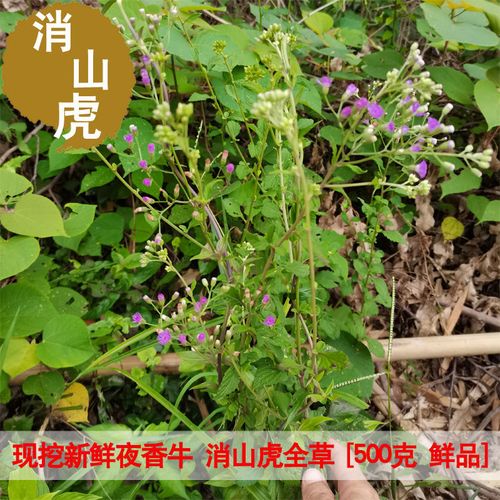 野生新鲜夜香牛 消山虎 夜牵牛中草药枝香草一枝香全草 500克包邮
