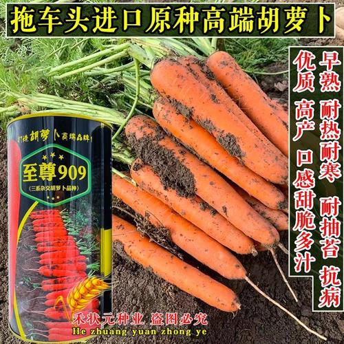 进口胡萝卜种子至尊909杂交高产耐热耐寒春秋播优质三红胡萝种籽