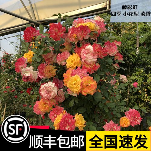 藤本月季花苗爬藤欧洲特大庭院别墅围栏蔷薇开好看 藤彩虹 2米左右