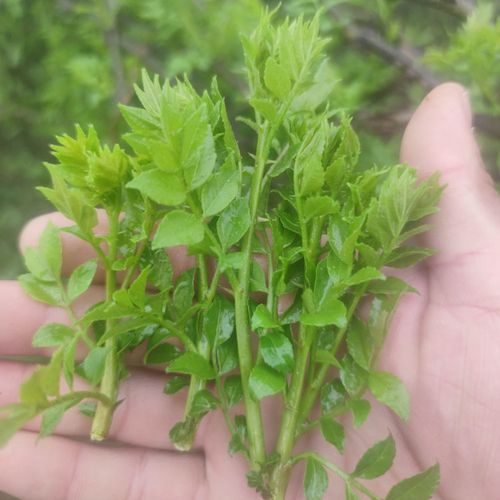 山东花椒芽新鲜花椒叶新鲜芽菜应季蔬菜野菜农家菜开胃菜精品鲜菜