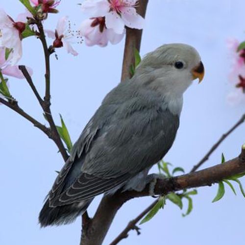 鸟活体牡丹鹦鹉幼鸟手养亲人鸟粮特色面类牡丹鹦鹉活鸟宠物鸟活物
