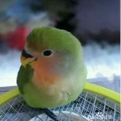 鸟活体牡丹鹦鹉幼鸟手养亲人特色面类牡丹鹦鹉活鸟宠物鸟活物 绿色桃