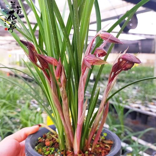 新花苗 鸿运当头 四川春剑老种冬带花i苞出售浓香好养花卉绿植盆
