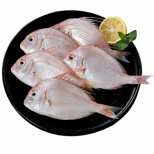 水产海钓野生赤鯮鱼,赤棕鱼, 真鲷鱼,立鱼