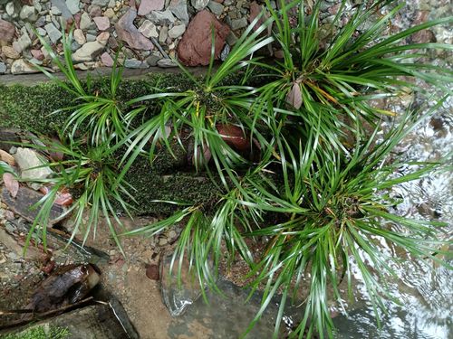 野生石菖蒲草虎须附石菖蒲植物苗室内微景盆栽绿植买二送一包邮