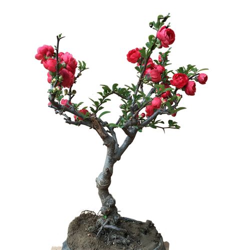 海棠花盆栽盆景树桩 办公室客厅绿植花卉日本海棠苗四季观花植物 5年