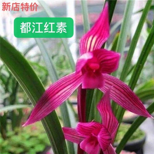 新店特价  春剑 都江红素  阳台花卉客厅兰花盆栽 浓香绿植
