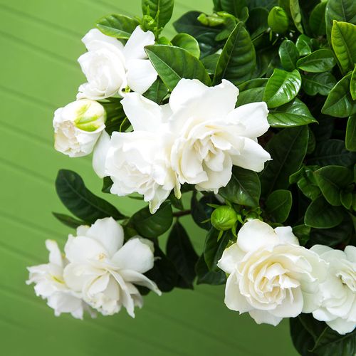 栀子花盆栽花卉绿植室内阳台桅子花枝枝花好养的花植物 特大盆栀子花