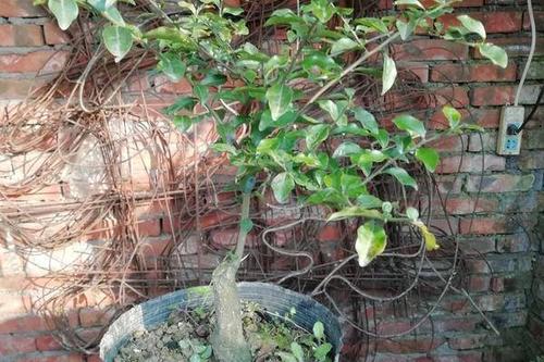 0/棵 金弹子公树,授粉树