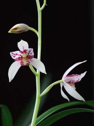 【冯达锋国兰】兰花苗建兰:雪舞红尘