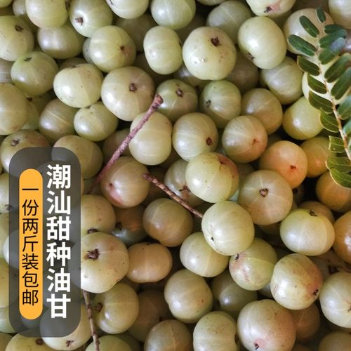 新鲜现摘潮汕新鲜余甘果 柿饼甜种油甘子果滇橄榄油柑子1000g包邮