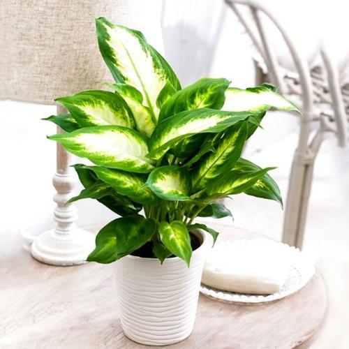 万年青盆栽水培绿植花卉万年红室内客厅如意四季常青植物