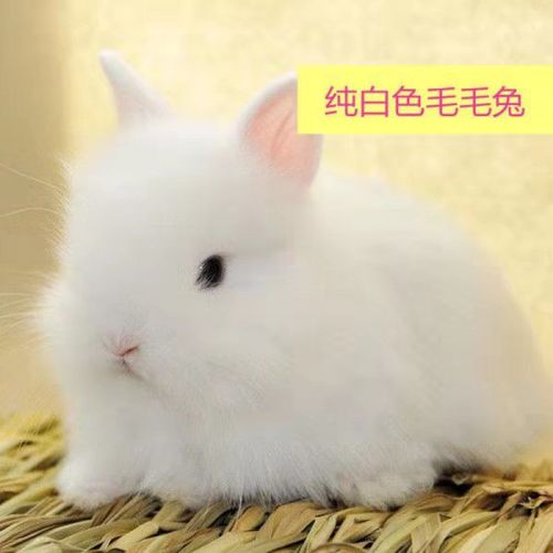 【京选推荐】小兔子活长不大垂耳兔迷你熊猫小型侏儒小兔茶杯兔宠物