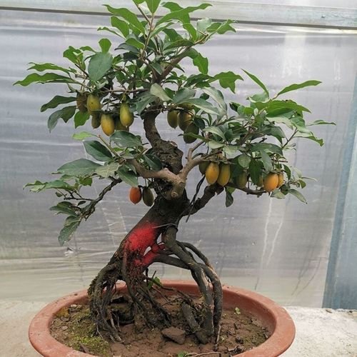 22金弹子盆景树苗盆载净化空气四季开花结果带造型母桩小叶葫芦b