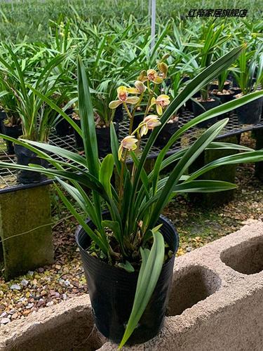 建兰四季兰花苗君荷兰花苗带花苞室内花卉绿植物盆栽名贵品种大全
