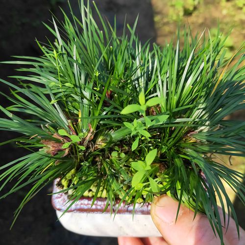 老桩菖蒲苗黄金极姬贵船苔龙根天鹅绒金钱菖蒲草水培附石盆景绿植