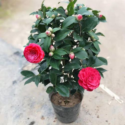大红赤丹六角大红茶花盆栽中国红喜庆室内外福建四季茶花树苗包邮