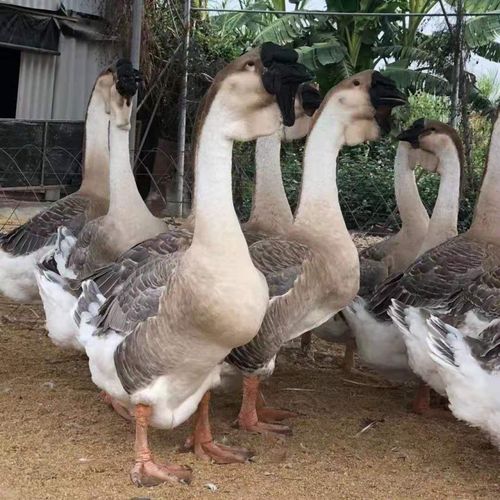 不二臣正宗狮头鹅活苗特大型纯种狮头鹅广东大种灰狮头鹅狮头幼鹅小鹅