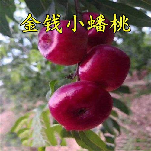 新品种金钱小油蟠桃树苗红色纽扣蟠桃当年结果南北方庭院盆栽地栽