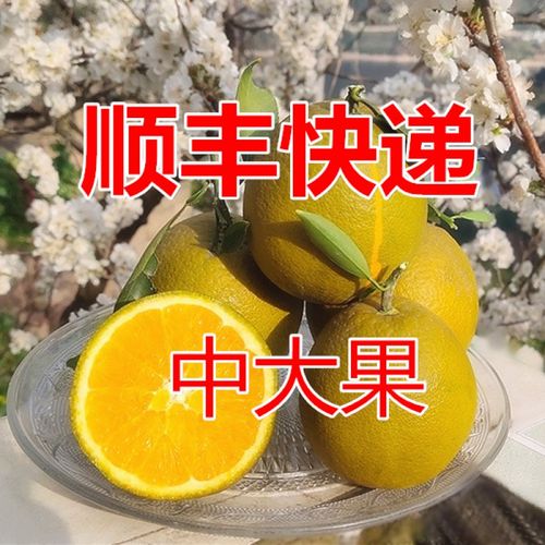 青樱红荔 顺丰直达 湖北秭归棕橙黑美人新鲜水果伦晚橙子棕色脐橙新