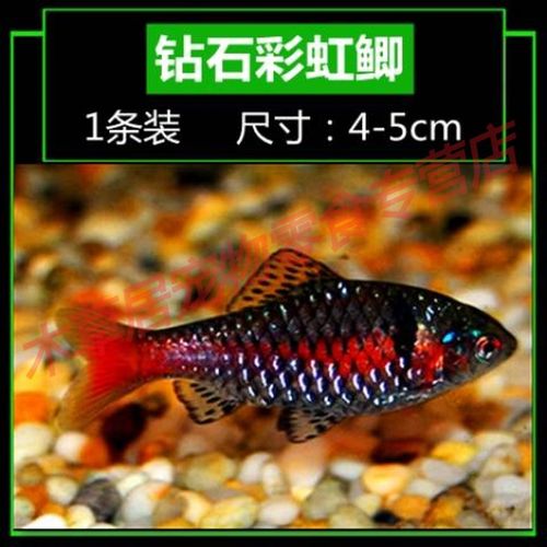 钻石彩虹鲫1条装_(2-4cm)