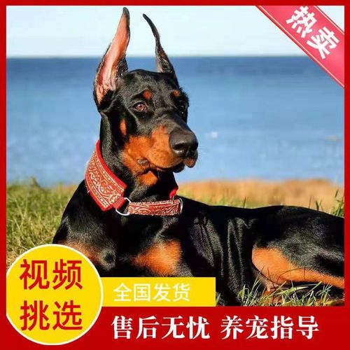纯种杜宾幼犬赛级双血统警犬美系护卫军犬看家护院德系迷你杜宾狗